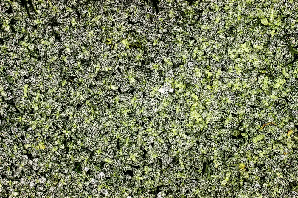 Bandejas de microbrotes verdes frescos recién cosechados