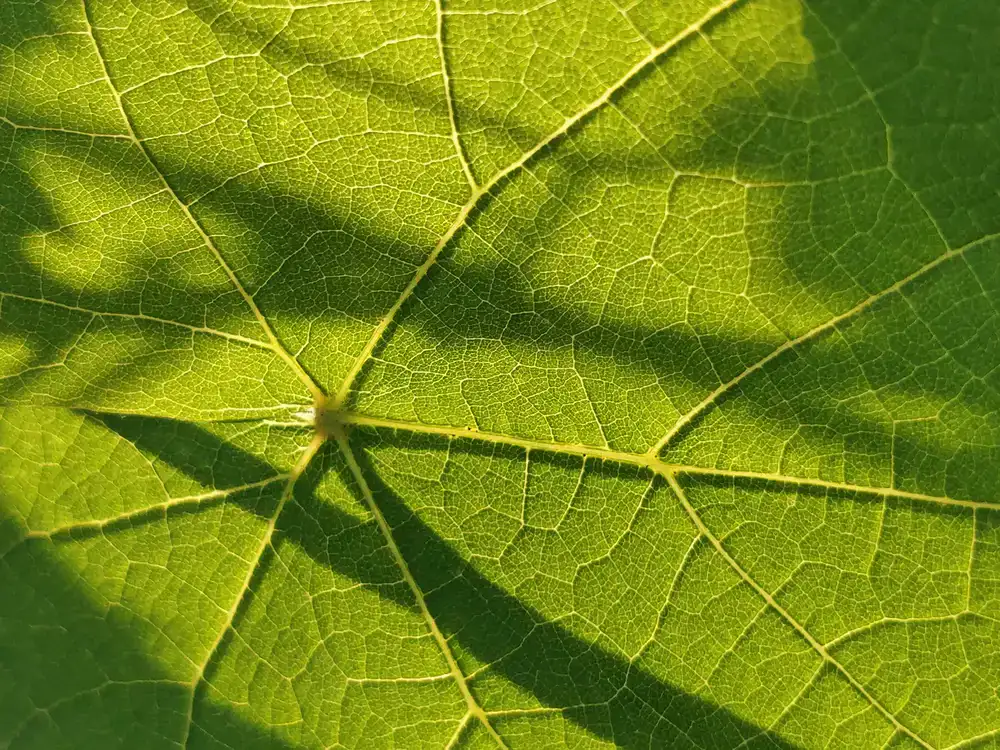 Macrofotografía de microbrotes frescos mostrando sus texturas