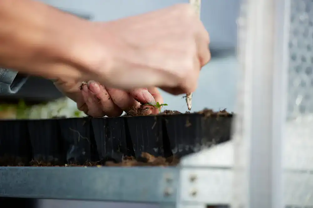 Mano colocando semillas en una bandeja de cultivo