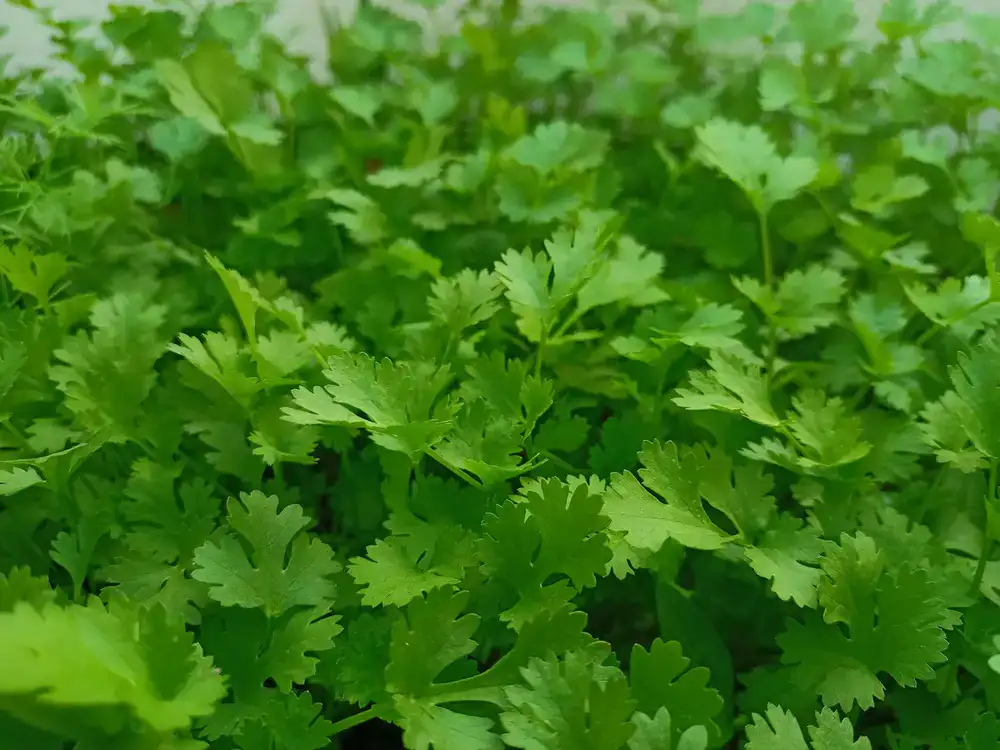 Micro cilantro estrellado