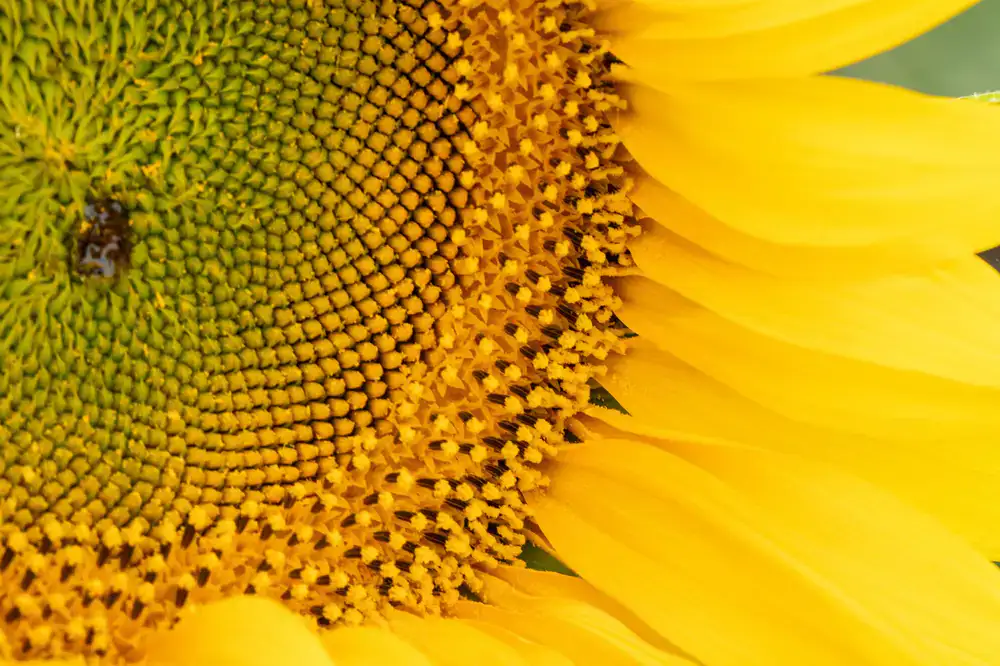 Brotes de girasol crujientes